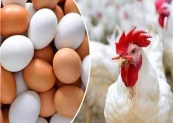 تعرف علي أسعار الدواجن اليوم في الأسواق