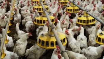 سعر الفراخ البيضاء وكرتونة البيض بالأسواق اليوم