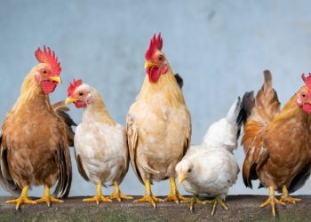 أعرف سعر الفراخ والبيض اليوم في بورصة الدواجن للتجار في الأسواق 14 أغسطس