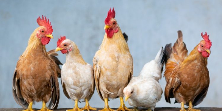 أعرف سعر الفراخ والبيض اليوم في بورصة الدواجن للتجار في الأسواق 14 أغسطس