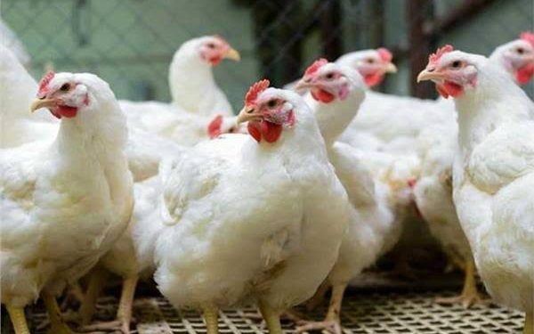 أسعار الدواجن في البورصة والأسواق بعد الانخفاض الجديد اليوم الجمعة 9 اغسطس 2024