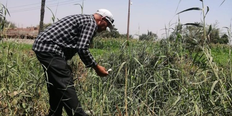 الزراعة تتابع المحاصيل الاستراتيجية وتكافح الآفات والقوارض في منطقتي توشكى وشرق العوينات