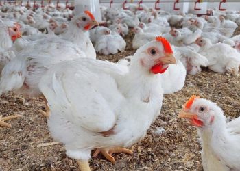 89 جنيهًا.. أسعار الفراخ البيضاء في بورصة الدواجن اليوم