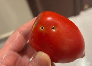 عضة ثعبان تثير قلق الشعب المصري من الطماطم.. والزراعة ترد