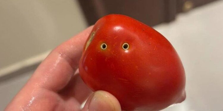 عضة ثعبان تثير قلق الشعب المصري من الطماطم.. والزراعة ترد