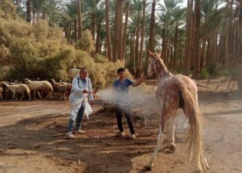 الزراعة تفحص وتعالج 1500 حيوان بمنطقة سقارة بالبدرشين في إطار البرنامج الوطنى لرعاية الحيوانات الأليفة فى المناطق السياحية