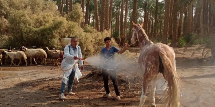 الزراعة تفحص وتعالج 1500 حيوان بمنطقة سقارة بالبدرشين في إطار البرنامج الوطنى لرعاية الحيوانات الأليفة فى المناطق السياحية