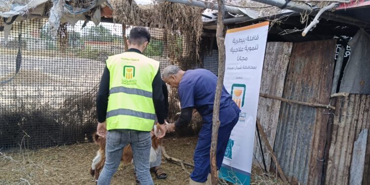 “الزراعة” تطلق قافلتين بيطريتين لدعم المربين في شمال سيناء