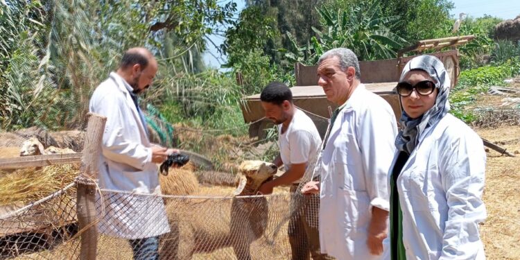 الزراعة: حملات مكثفة لتحصين الماشية ضد الحمى القلاعية وحمى الوادي المتصدع لحماية الثروة الحيوانية