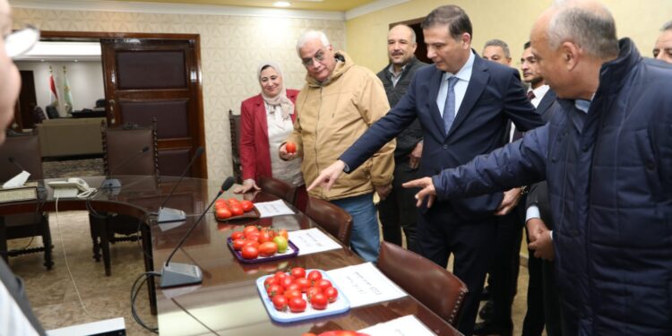 بذور مصرية .. «الزراعة» تنجح في استنباط 8 أصناف جديدة من تقاوي الطماطم