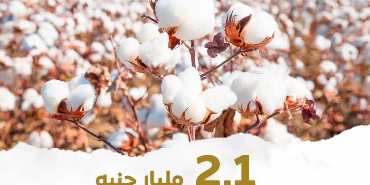 إنفوجراف .. 2.1 مليار جنيه تم توفيرها واتاحتها لسداد مستحقات مزراعي القطن