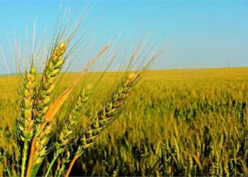 «الإصلاح الزراعي» يتابع حصاد القمح لدى المنتفعين وجهود إزالة التعديات على الأراضي الزراعية