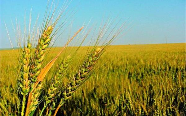 «الإصلاح الزراعي» يتابع حصاد القمح لدى المنتفعين وجهود إزالة التعديات على الأراضي الزراعية