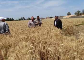 بعد وصول توريدات القمح المحلي إلى 2.5 مليون طن .. جهود حكومية متواصلة لتأمين المخزون الاستراتيجي للقمح وتيسير إجراءات توريده