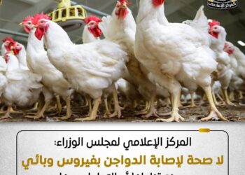 الوزراء: أوضاع مزارع الدواجن مستقرة.. ولا وجود لأي فيروس يمنع تناولها أو التعامل معها