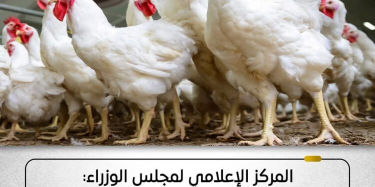 الوزراء: أوضاع مزارع الدواجن مستقرة.. ولا وجود لأي فيروس يمنع تناولها أو التعامل معها