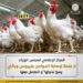 الوزراء: أوضاع مزارع الدواجن مستقرة.. ولا وجود لأي فيروس يمنع تناولها أو التعامل معها