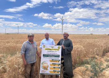 وزير الزراعة يتابع جهود «بحوث الصحراء» و «الزراعة الآلية» لحصاد القمح والشعير في شمال وجنوب سيناء
