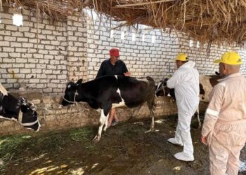 «الزراعة» تفحص أكثر من 13 ألف رأس ماشية خلال ابريل وتنفذ التلقيح الاصطناعي لأكثر من 46 الف حالة