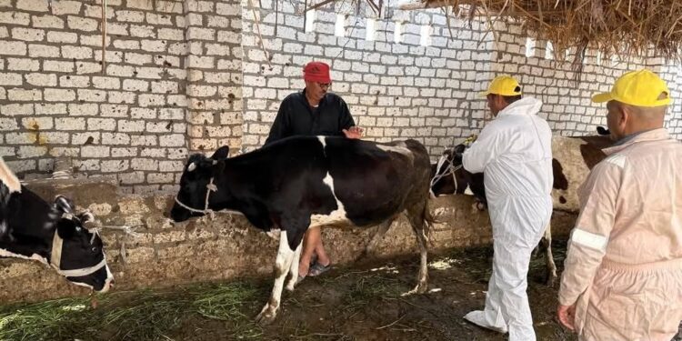«الزراعة» تفحص أكثر من 13 ألف رأس ماشية خلال ابريل وتنفذ التلقيح الاصطناعي لأكثر من 46 الف حالة