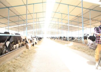 وزير الزراعة ومحافظ الشرقية ورئيس البنك الزراعي يطلقون المرحلة الثانية من مبادرة «إحلم» لدعم صغار المربين