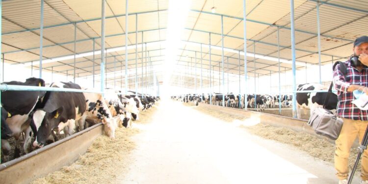 وزير الزراعة ومحافظ الشرقية ورئيس البنك الزراعي يطلقون المرحلة الثانية من مبادرة «إحلم» لدعم صغار المربين