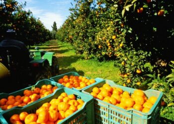 بزيادة نصف مليون طن عن العام الماضي .. «الزراعة» تعلن عن قفزة كبيرة في الصادرات الزراعية تجاوزت 4.8 مليون طن منذ بداية العام 