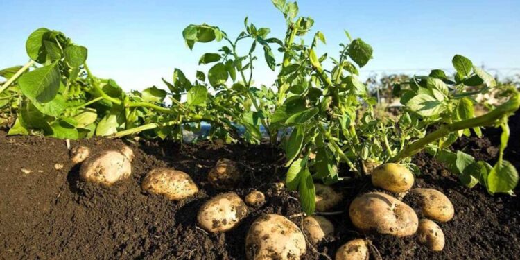 تجاوزت المليون طن حتى الآن .. «الزراعة» تعلن عن طفرة كبيرة في صادرات البطاطس المصرية خلال هذا الموسم