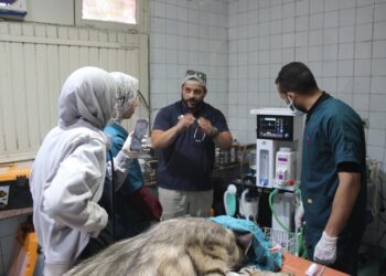 لتصنفها دولياً.. «التحالف الوطني» يستعين بأفضل الخبرات الدولية والمحلية لرعاية الحيوانات بحديقة الحيوان