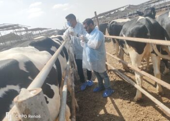 الزراعة» تكثف جهود حماية الثروة الحيوانية بقوافل علاجية وحملات التقصٍي الوبائي والتحصين والتفتيش على أسواق اللحوم