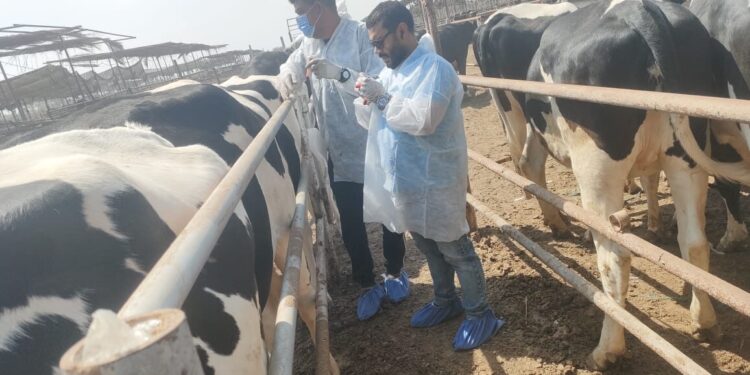 الزراعة» تكثف جهود حماية الثروة الحيوانية بقوافل علاجية وحملات التقصٍي الوبائي والتحصين والتفتيش على أسواق اللحوم