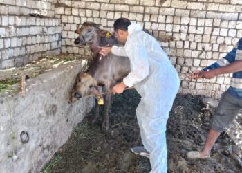 الزراعة: تحصين أكثر من 1.8 مليون رأس ماشية ضمن الحملة القومية ضد الحمى القلاعية وحمى الوادي المتصدع حتى الآن