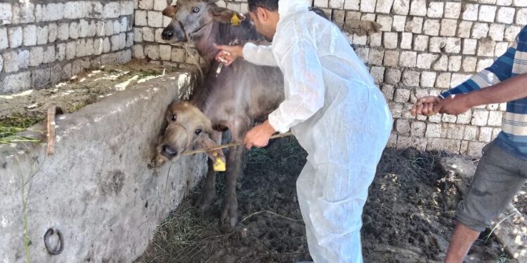 الزراعة: تحصين أكثر من 1.8 مليون رأس ماشية ضمن الحملة القومية ضد الحمى القلاعية وحمى الوادي المتصدع حتى الآن