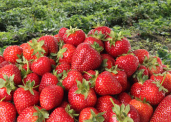 وزير الزراعة يعلن فتح سوق دولة بيرو أمام صادرات مصر من شتلات الفراولة