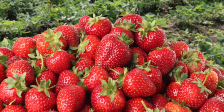 وزير الزراعة يعلن فتح سوق دولة بيرو أمام صادرات مصر من شتلات الفراولة