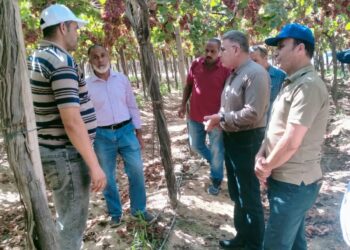 لدعم المزارعين .. «الزراعة» تطلق حملات مكثفة لمكافحة ذباب الفاكهة استعدادًا لموسم الموالح