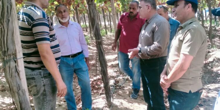 لدعم المزارعين .. «الزراعة» تطلق حملات مكثفة لمكافحة ذباب الفاكهة استعدادًا لموسم الموالح