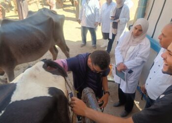 «الزراعة» تكثّف جهود الرعاية التناسلية والتحسين الوراثي للماشية خلال يوليو.. إجراء التلقيح الاصطناعي لأكثر من 47 ألف رأس ماشية