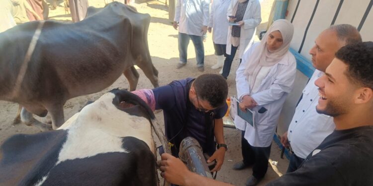 «الزراعة» تكثّف جهود الرعاية التناسلية والتحسين الوراثي للماشية خلال يوليو.. إجراء التلقيح الاصطناعي لأكثر من 47 ألف رأس ماشية