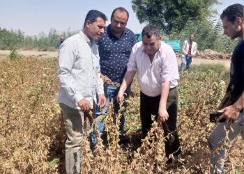 «الزراعة» تكثف التوسع في المحاصيل الزيتية بـ«الزراعة التعاقدية» للمزارعين في 3 محافظات