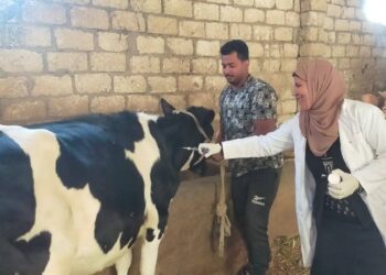 الزراعة: تحصين أكثر من 421 ألف رأس ماشية خلال أول 3 أيام بالحملة القومية ضد الحُمّى القلاعية وحمّى الوادي المتصدع