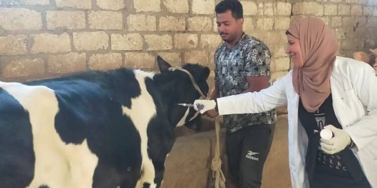 الزراعة: تحصين أكثر من 421 ألف رأس ماشية خلال أول 3 أيام بالحملة القومية ضد الحُمّى القلاعية وحمّى الوادي المتصدع