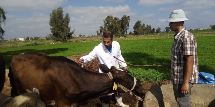 الزراعة: تكثف جهود التقصي ومتابعة المزارع والأسواق وتواصل أعمال الحملة القومية لتحصين الماشية ضد الحمى القلاعية والوادي المتصدع