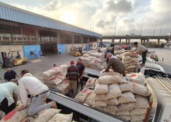 الاتحاد العام للحاصلات البستانية يبدأ تسليم تقاوي البطاطس للمزارعين ببرنامج زمني وأولوية حجز