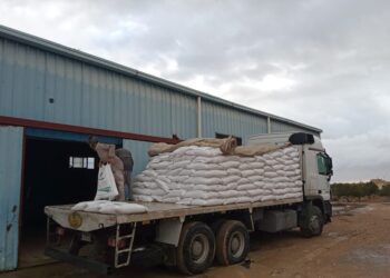 وزارة الزراعة: توزيع 100 طن تقاوي شعير و33 ألف شتلة زيتون «بالمجان» لدعم مزارعي سيدي براني والسلوم بمرسى مطروح