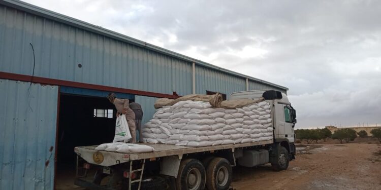 وزارة الزراعة: توزيع 100 طن تقاوي شعير و33 ألف شتلة زيتون «بالمجان» لدعم مزارعي سيدي براني والسلوم بمرسى مطروح