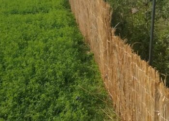 الزراعة: إزالة أكثر من 260 حالة تعدي على الأراضي الزراعية في المحافظات.. وحملة مكبرة لحماية الرقعة الخضراء بكرداسة