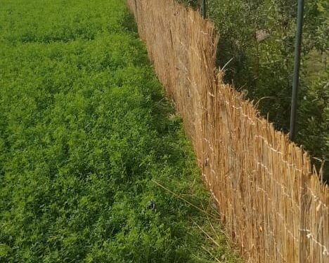 الزراعة: إزالة أكثر من 260 حالة تعدي على الأراضي الزراعية في المحافظات.. وحملة مكبرة لحماية الرقعة الخضراء بكرداسة