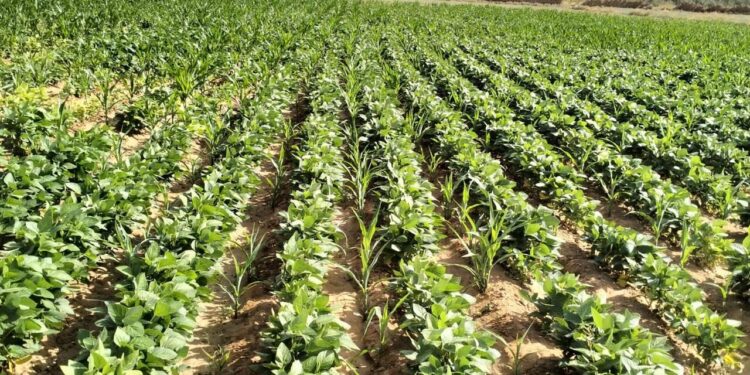 «بحوث الصحراء» ينفذ تجربة بحثية ناجحة لزراعة فول الصويا بالوادي الجديد لدعم للمحاصيل الزيتية والعلفية