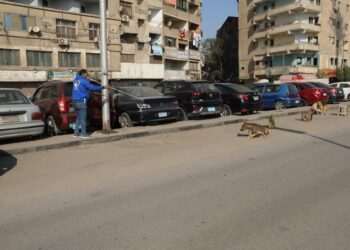 وزير الزراعة: انتقلنا من إدارة الأزمات إلى الحلول الجذرية في ملف كلاب الشوارع